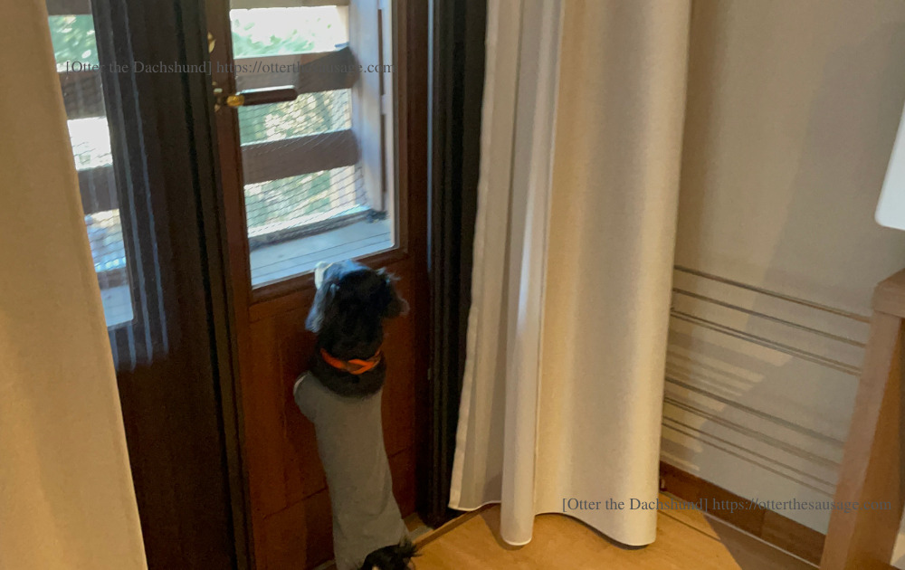 photo_travel with dogs_karuizawa marriott_hotel review_犬と旅行_軽井沢マリオット_ホテルレビュー_犬連れ旅行_ドッグコテージ_ベランダ_オッター覗き込み